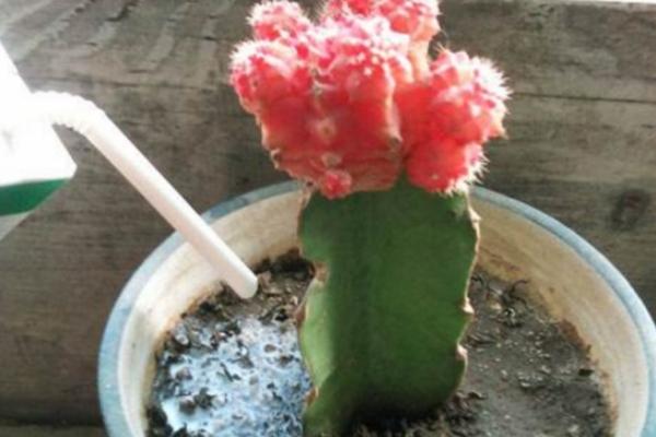 牛奶適合澆什么花 牛奶澆花屋里有臭味怎么辦