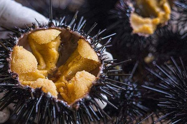 新鮮海膽怎么吃 海膽是什么味道