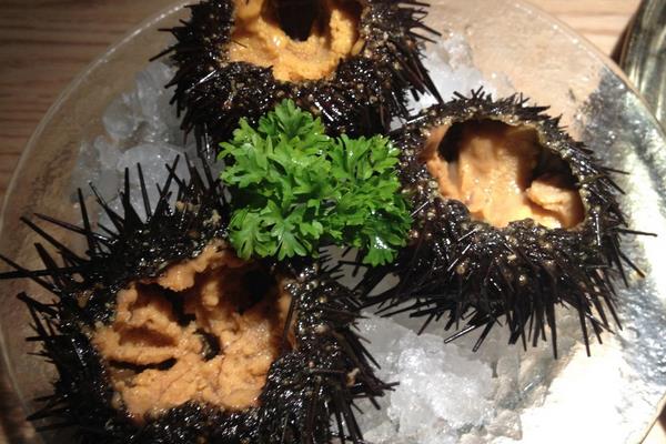 海膽功效與作用及禁忌 海膽的營(yíng)養(yǎng)價(jià)值