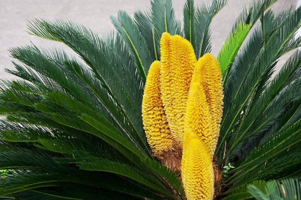 鐵樹開花是什么意思 鐵樹象征什么意義