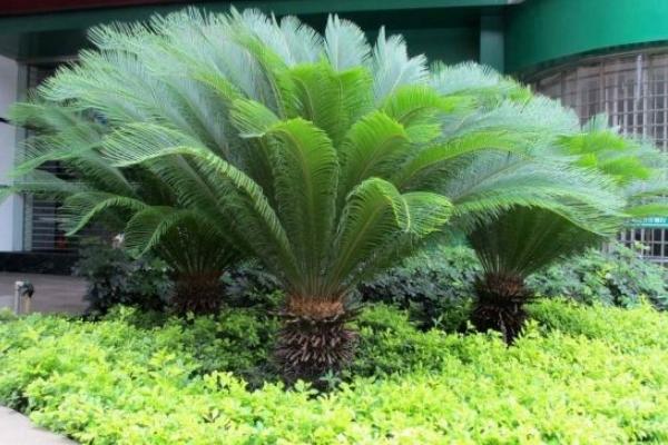 鐵樹不長新葉怎么辦 鐵樹生蟲怎么辦