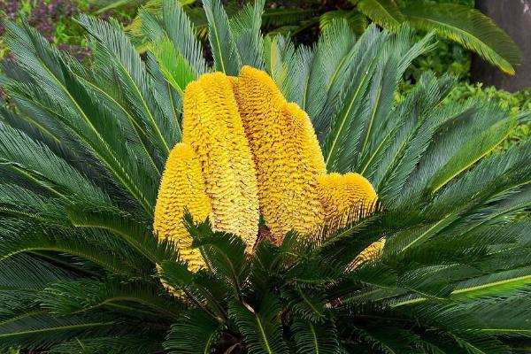 鐵樹花燉鴨子的功效與作用 鐵樹花泡酒的功效與作用