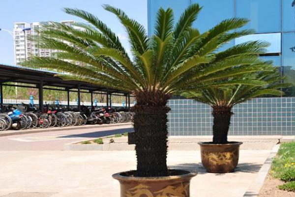 剛掰下的鐵樹怎么種能活 鐵樹什么時候換盆好（夏天可以換盆嗎）