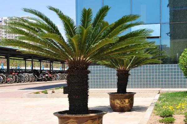 鐵樹施什么肥最好 鐵樹怎么養長得快