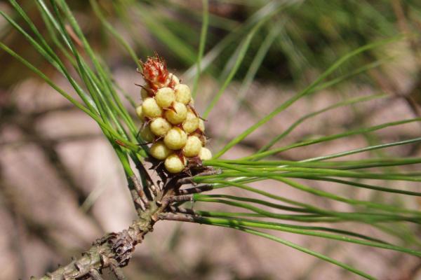 松樹針的功效與作用及禁忌 松樹針的藥用價值