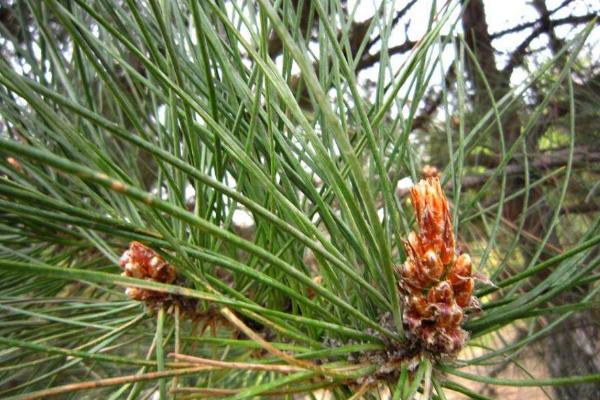 松樹針的功效與作用及禁忌 松樹針的藥用價值