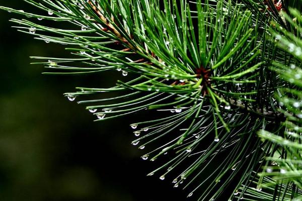 松樹針的功效與作用及禁忌 松樹針的藥用價值