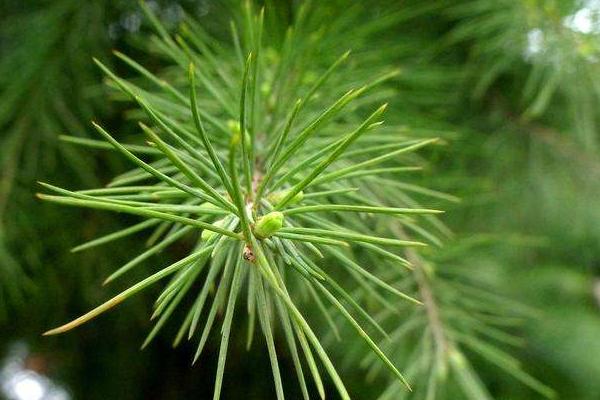 松樹針的功效與作用及禁忌 松樹針的藥用價值