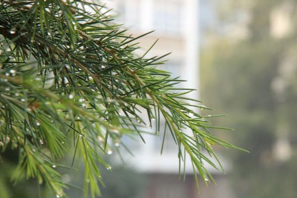 松樹葉子功效與作用及禁忌 松樹的葉子為什么是尖尖的