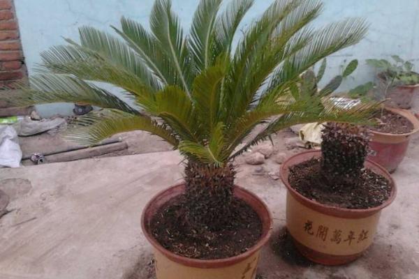 剛掰下的鐵樹怎么種能活 鐵樹什么時候換盆好(夏天可以換盆嗎)