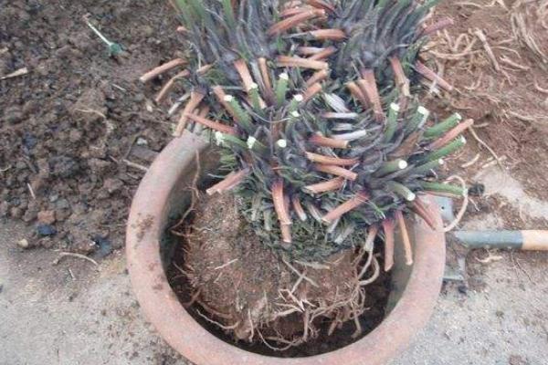 剛掰下的鐵樹怎么種能活 鐵樹什么時候換盆好(夏天可以換盆嗎)