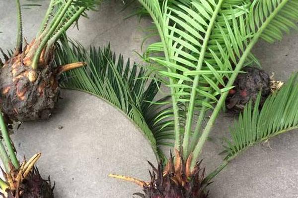 剛掰下的鐵樹怎么種能活 鐵樹什么時候換盆好(夏天可以換盆嗎)