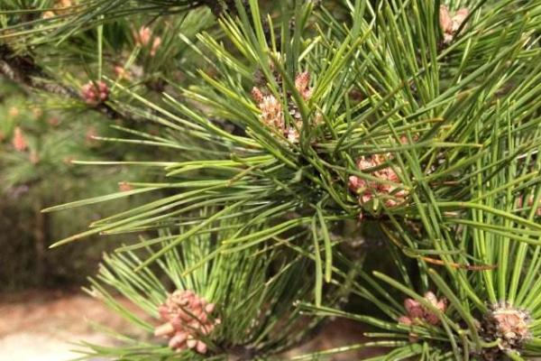 松樹的葉子像什么 松樹的葉子的用途