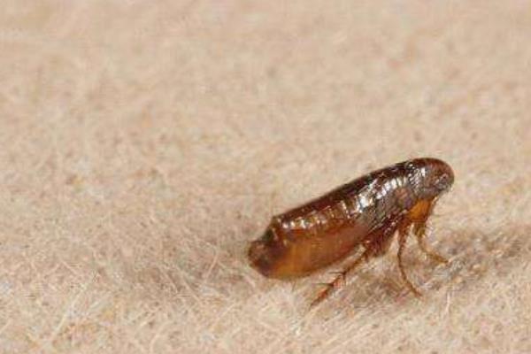 虱子和跳蚤的區別是什么 跳蚤咬的疤痕怎么去除