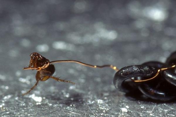 虱子和跳蚤的區別是什么 跳蚤咬的疤痕怎么去除