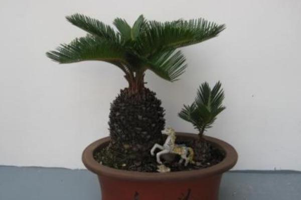 鐵樹放在大門口吉利嗎 養鐵樹有什么忌諱