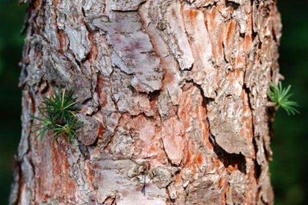 松樹皮怎么發(fā)酵 新松樹皮最快腐制方法