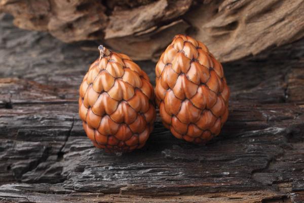 鐵樹籽的功效與作用及禁忌 鐵樹籽的藥用價值