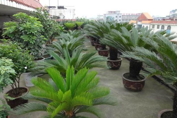 鐵樹適合放在室內(nèi)嗎 鐵樹怎么修剪