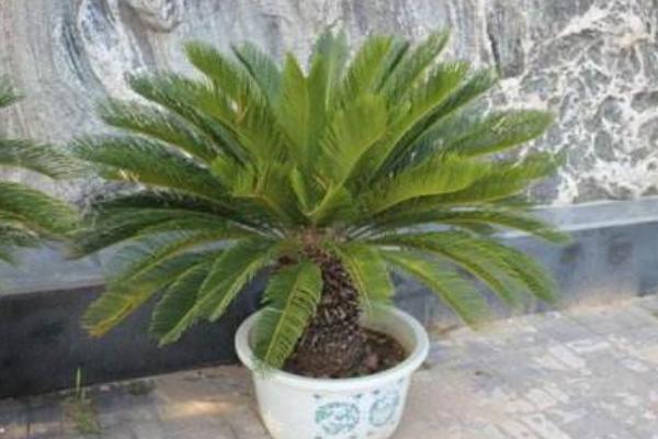 鐵樹適合放在室內(nèi)嗎 鐵樹怎么修剪