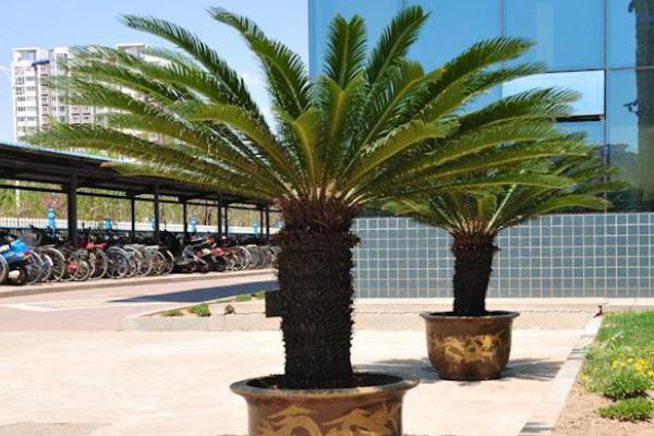 鐵樹適合放在室內(nèi)嗎 鐵樹怎么修剪