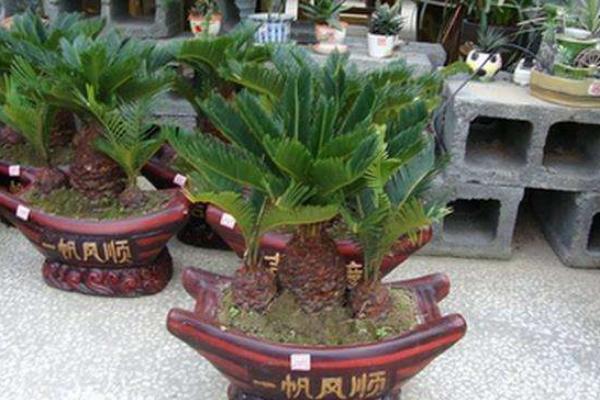 鐵樹適合放在室內(nèi)嗎 鐵樹怎么修剪