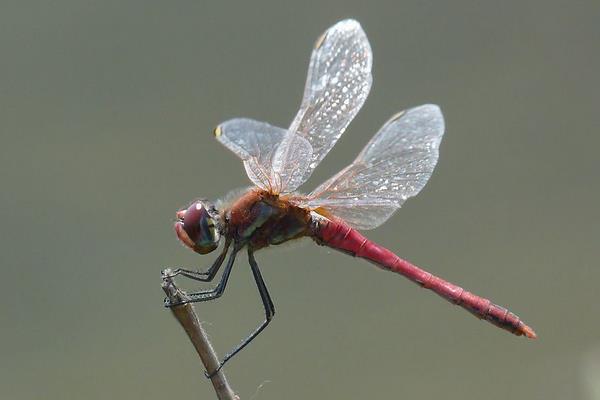 蜻蜓的幼蟲叫什么 蜻蜓的生長過程