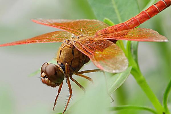 蜻蜓是昆蟲嗎 蜻蜓是動物嗎