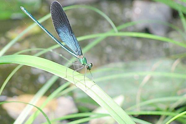 蜻蜓有幾條腿 蜻蜓有多少只眼睛