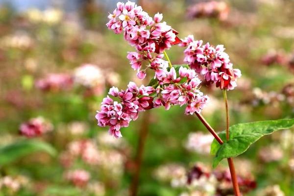 蕎麥花什么時候開 蕎麥花花語是什么