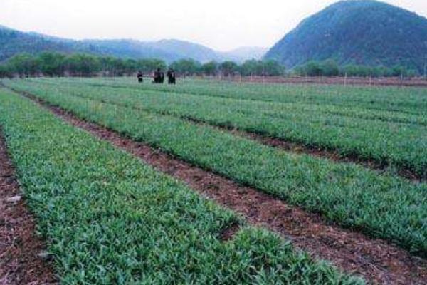 平貝母怎么種 平貝母種植技術