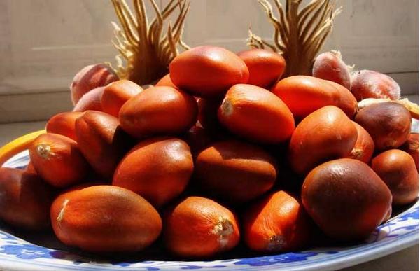 鐵樹果的功效與作用及禁忌 鐵樹果的藥用價值