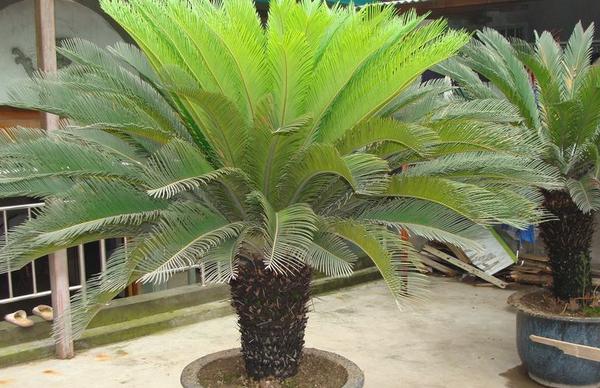 鐵樹怎么養(yǎng) 鐵樹一年發(fā)幾次新葉