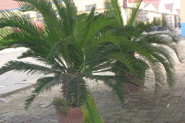 鐵樹怎么養(yǎng) 鐵樹一年發(fā)幾次新葉