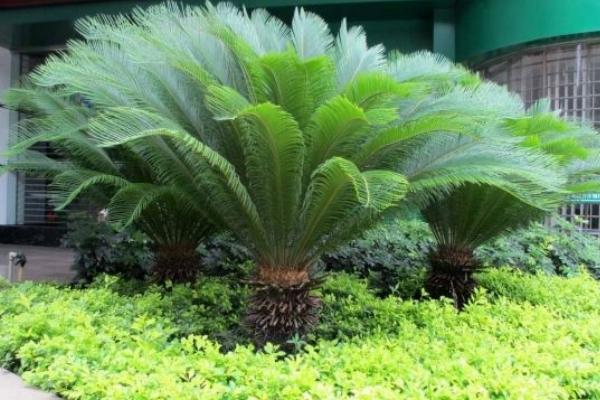 鐵樹怎么養(yǎng) 鐵樹一年發(fā)幾次新葉