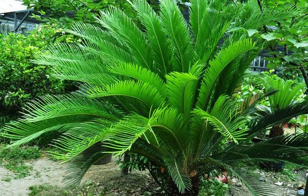 鐵樹怎么養(yǎng) 鐵樹一年發(fā)幾次新葉