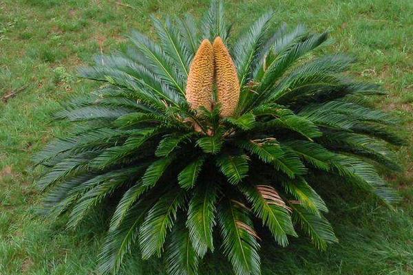 鐵樹葉子發黃是怎么回事 鐵樹葉子黃了能變綠嗎