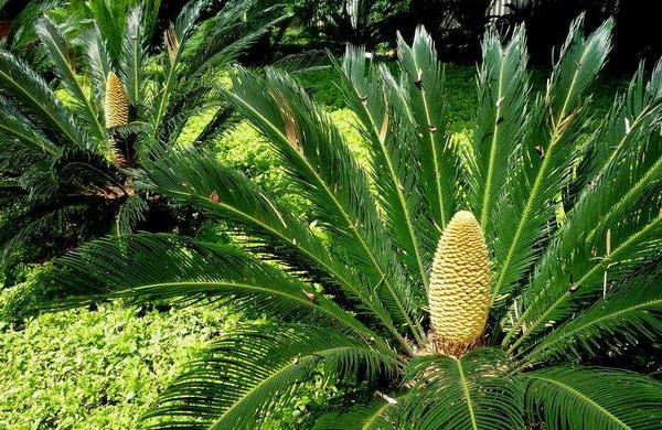 為什么家里不能養鐵樹 鐵樹哪些人不宜養