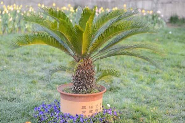 鐵樹為什么不能養單棵 鐵樹必須養兩顆嗎