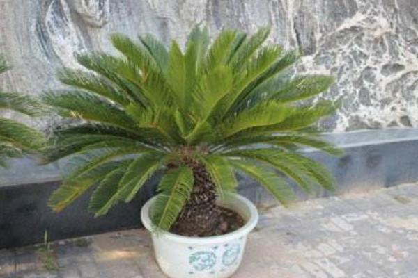 鐵樹怎么養(yǎng) 鐵樹一年發(fā)幾次新葉