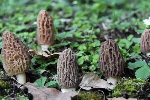 種10畝羊肚菌成本是多少 種植羊肚菌的風(fēng)險有哪些