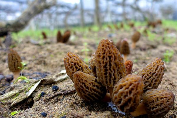種10畝羊肚菌成本是多少 種植羊肚菌的風(fēng)險有哪些