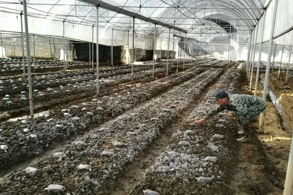 種10畝羊肚菌成本是多少 種植羊肚菌的風(fēng)險有哪些