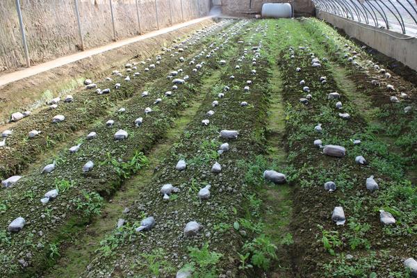 種10畝羊肚菌成本是多少 種植羊肚菌的風(fēng)險有哪些