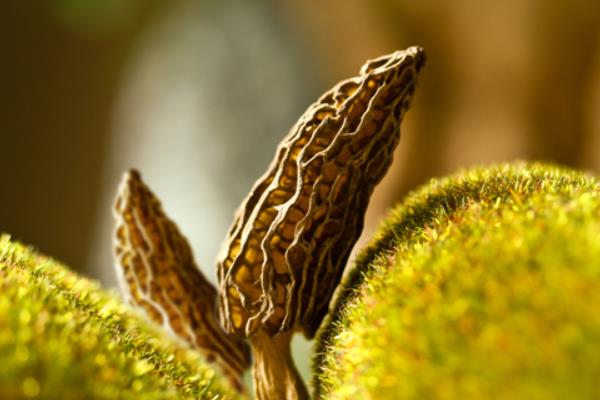 種10畝羊肚菌成本是多少 種植羊肚菌的風(fēng)險有哪些