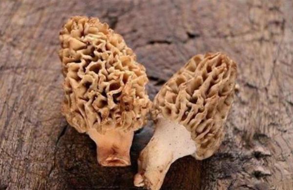 種10畝羊肚菌成本是多少 種植羊肚菌的風(fēng)險有哪些