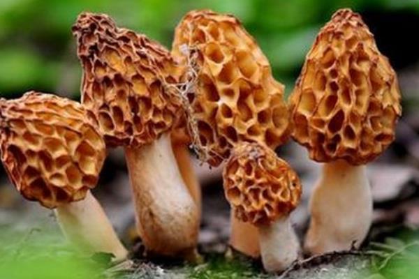 種10畝羊肚菌成本是多少 種植羊肚菌的風(fēng)險有哪些