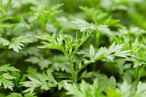 種植艾草一畝利潤(rùn)多少 艾草繁殖得快嗎