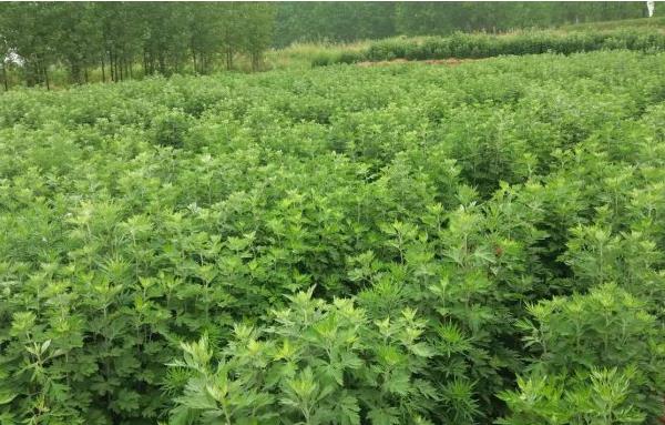 種植艾草一畝利潤(rùn)多少 艾草繁殖得快嗎