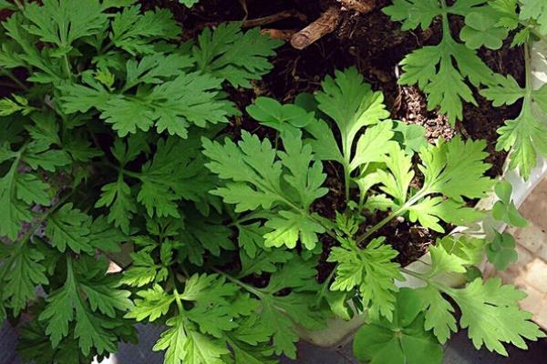 種植艾草一畝利潤(rùn)多少 艾草繁殖得快嗎